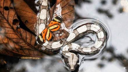 Por dentro da Pedra Branca